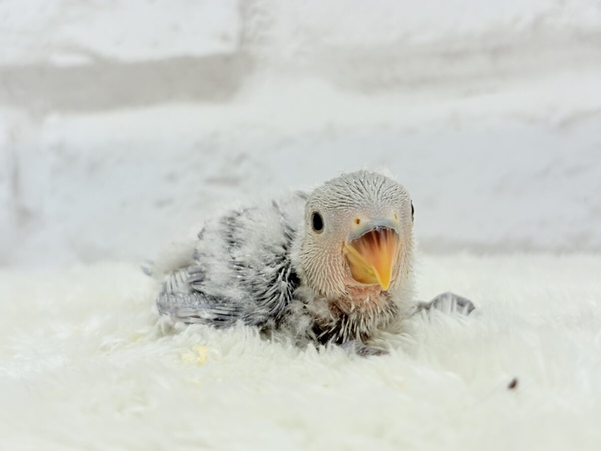 コザクラインコ（小桜インコ）