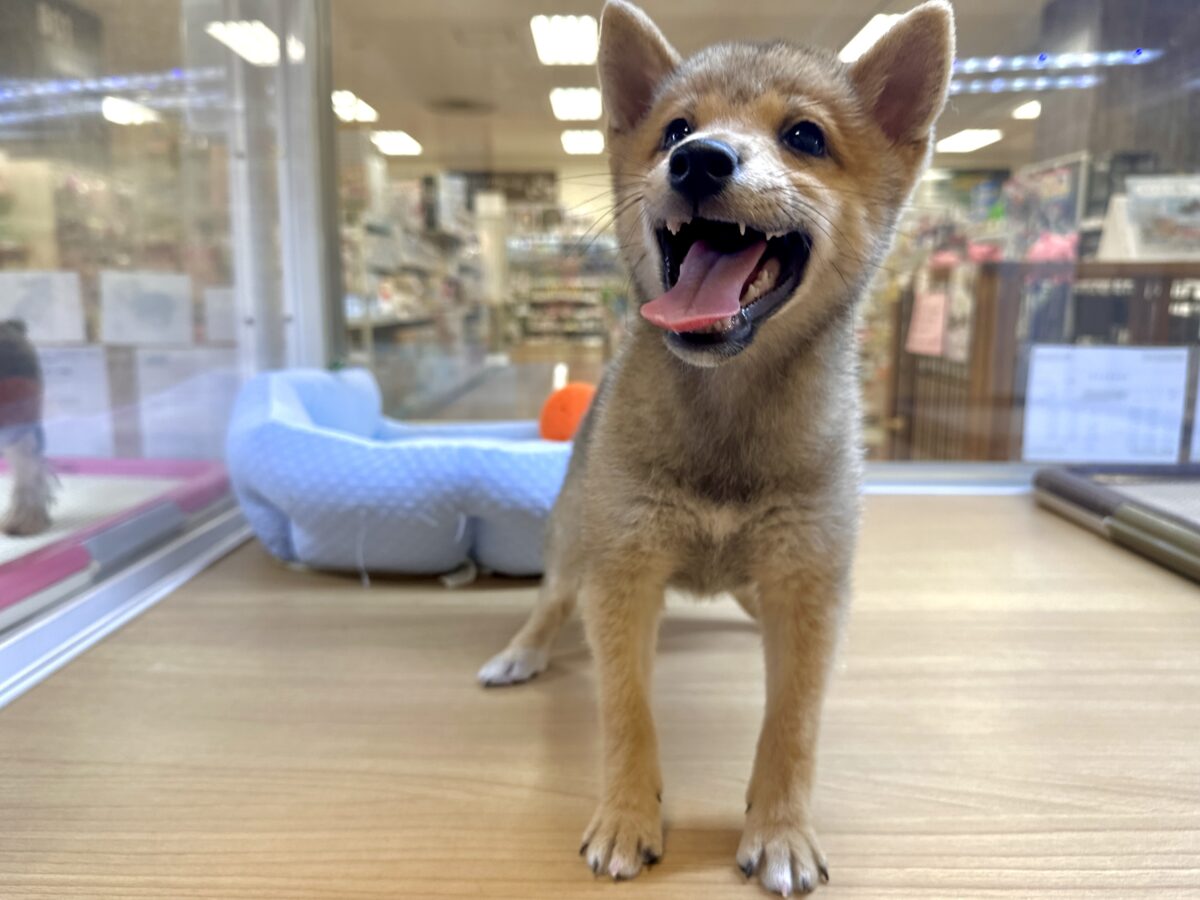 大人気♡豆柴の男の子がやってきた!🐕🩷 豆柴