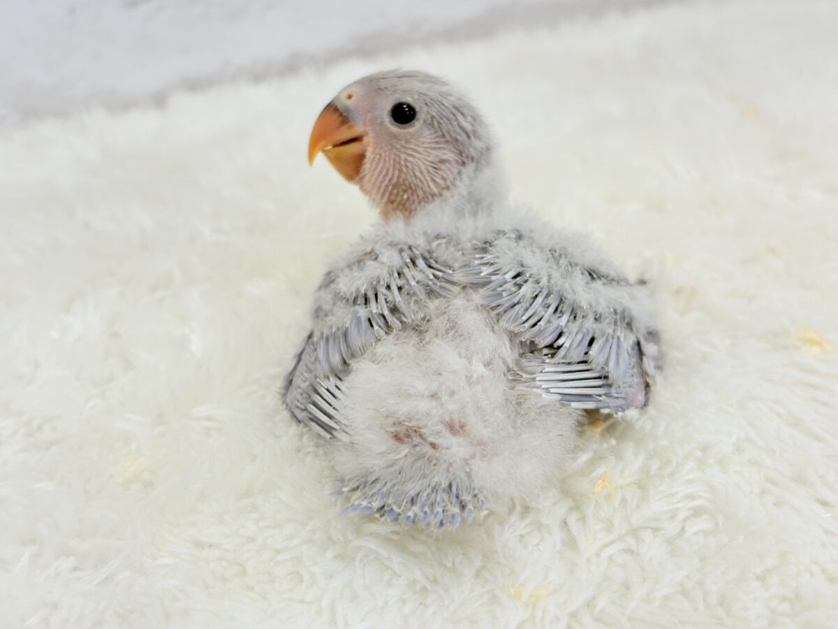 コザクラインコ（小桜インコ）