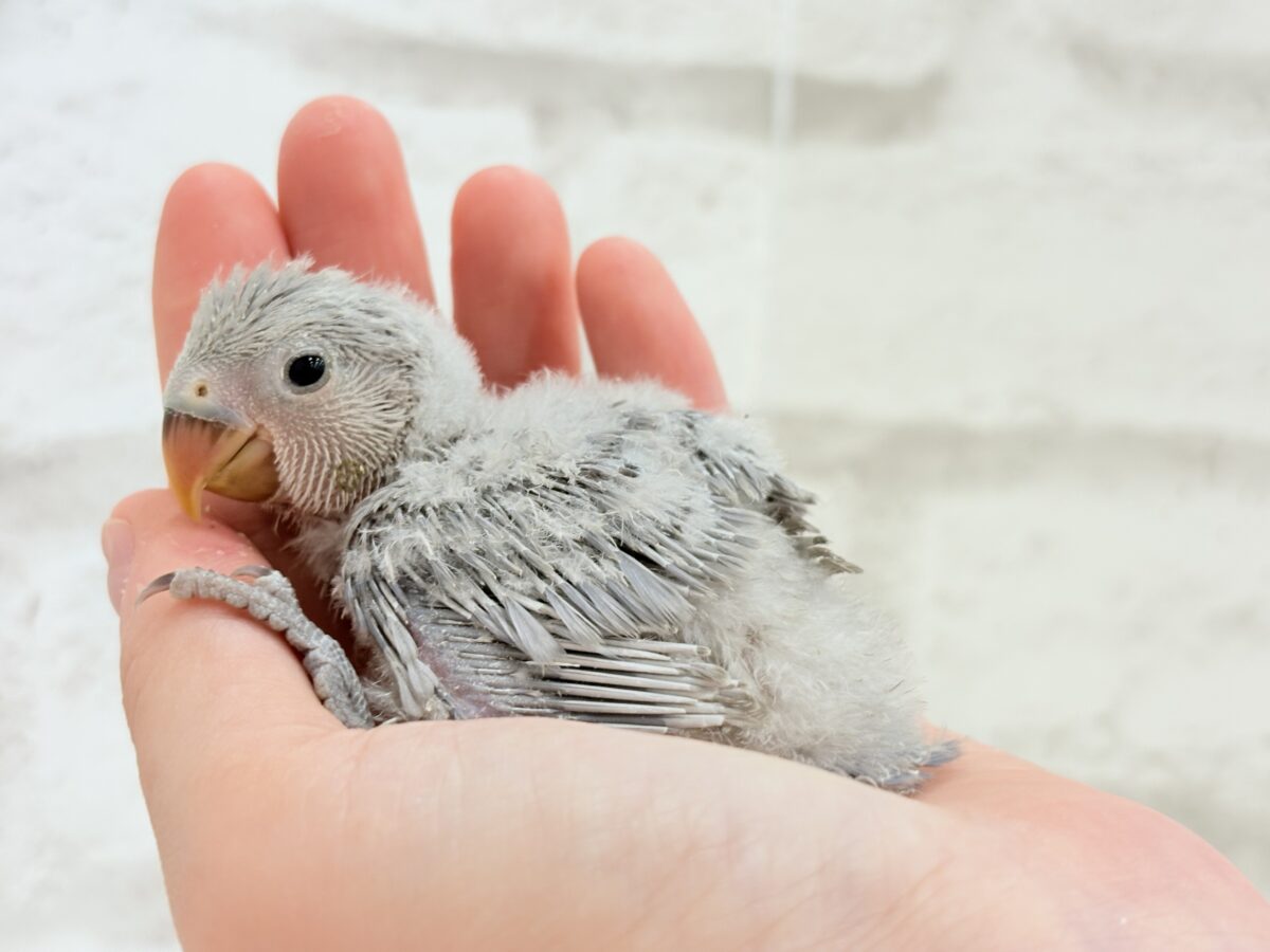 コザクラインコ（小桜インコ）