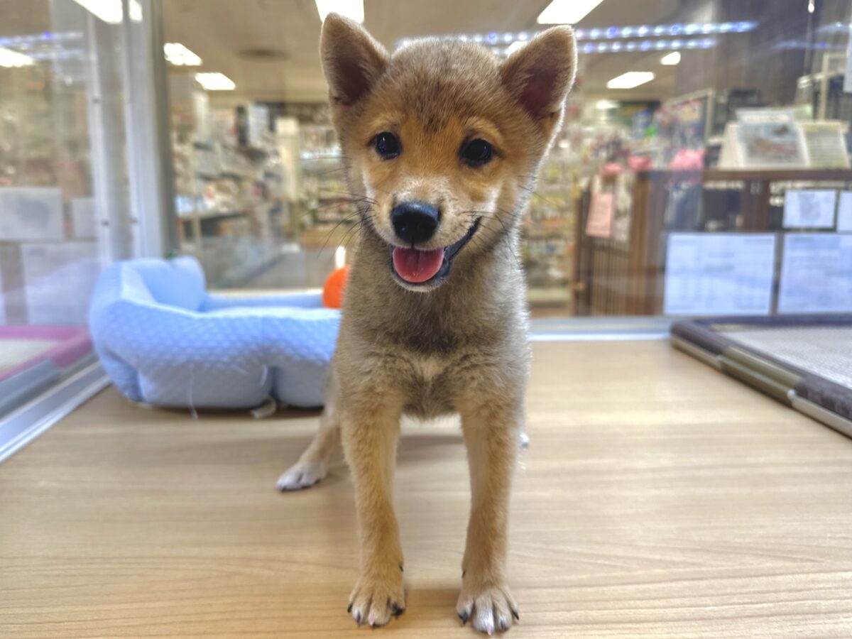 大人気♡豆柴の男の子がやってきた!🐕🩷 豆柴
