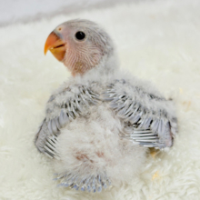 ねぇねえ、あなたはどんな羽色になるの？🐣🪅コザクラインコ ヒナ