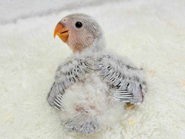 ねぇねえ、あなたはどんな羽色になるの？🐣🪅コザクラインコ ヒナ