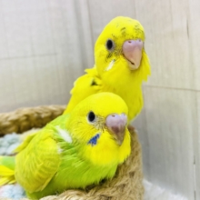 🔆ビタミンカラーで元気ハツラツ‼️セキセイインコ（ハルクイン・スパングル）