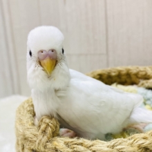 🤍真っ白ゆきさんやって来ましたよ⛄️セキセイインコ（ダブルファクター）