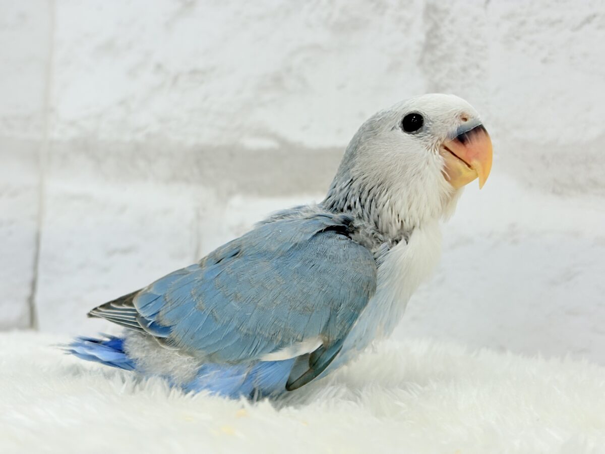 【最新画像更新🪄】白キャップかぶった可愛い子🐣💙コザクラインコ(ブルーパイド) ヒナ コザクラインコ(小桜インコ)