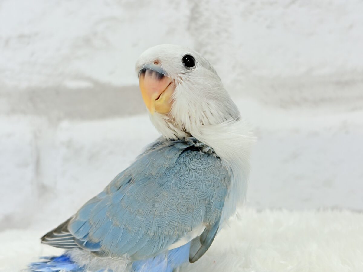 【最新画像更新🪄】白キャップかぶった可愛い子🐣💙コザクラインコ(ブルーパイド) ヒナ コザクラインコ(小桜インコ)