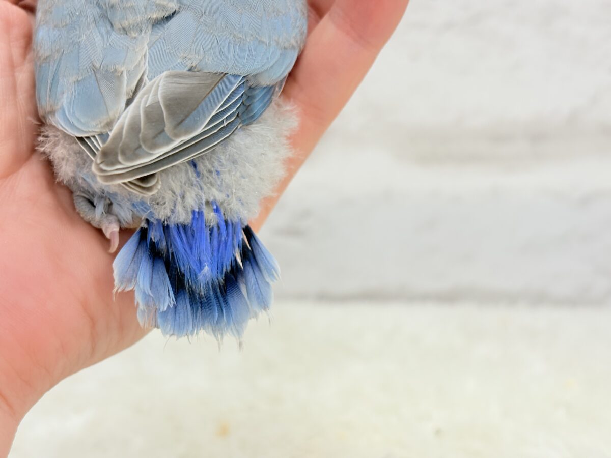 【最新画像更新🪄】白キャップかぶった可愛い子🐣💙コザクラインコ(ブルーパイド) ヒナ コザクラインコ(小桜インコ)