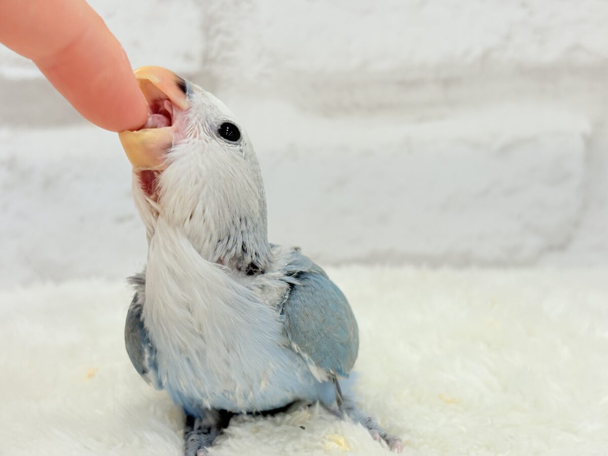【最新画像更新🪄】白キャップかぶった可愛い子🐣💙コザクラインコ(ブルーパイド) ヒナ コザクラインコ(小桜インコ)