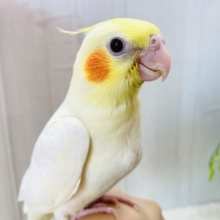 最新画像有ります🌟ちらっとおハゲのたまごちゃん💛オカメインコ（ルチノー）