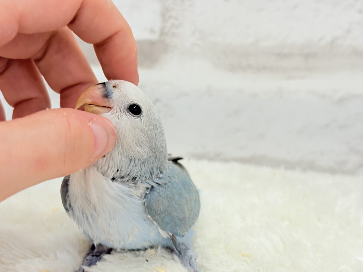 【最新画像更新🪄】白キャップかぶった可愛い子🐣💙コザクラインコ(ブルーパイド) ヒナ コザクラインコ(小桜インコ)