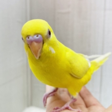 最新画像有ります❗️元気をお届け✨✨セキセイインコイエローチーム💛