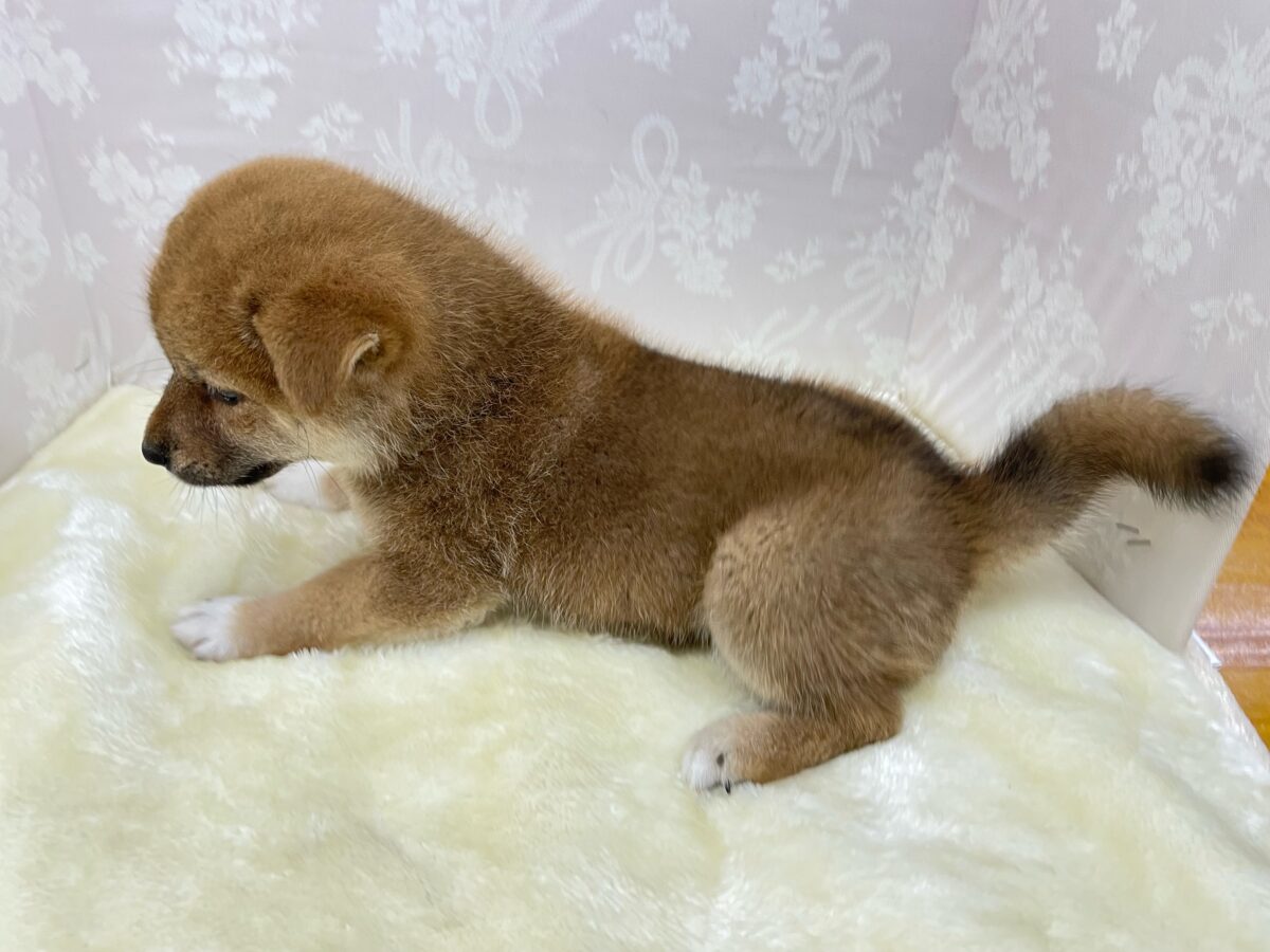 💚人気犬種のしばちゃん💚柴犬(赤)♦️女の子💕2026年5月3日生まれ 柴犬
