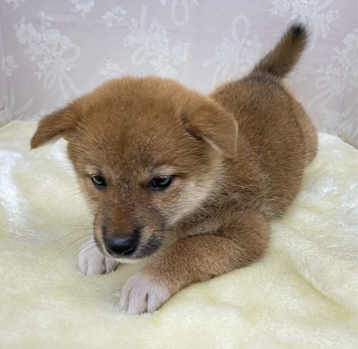 💚人気犬種のしばちゃん💚柴犬(赤)♦️女の子💕2026年5月3日生まれ 柴犬