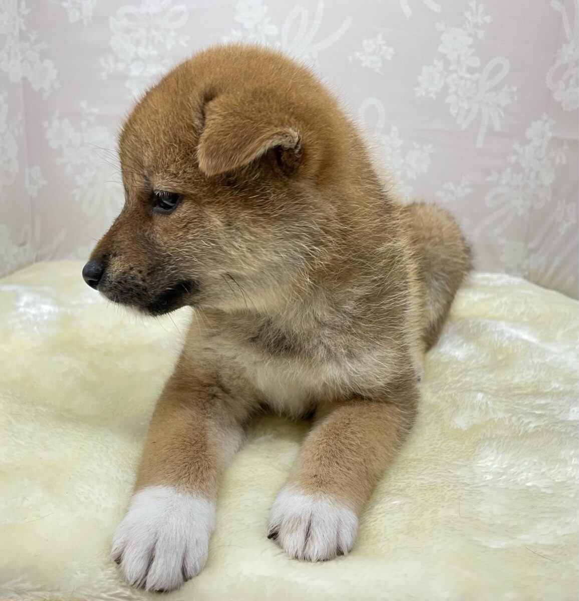 💚人気犬種のしばちゃん💚柴犬(赤)♦️女の子💕2026年5月3日生まれ 柴犬