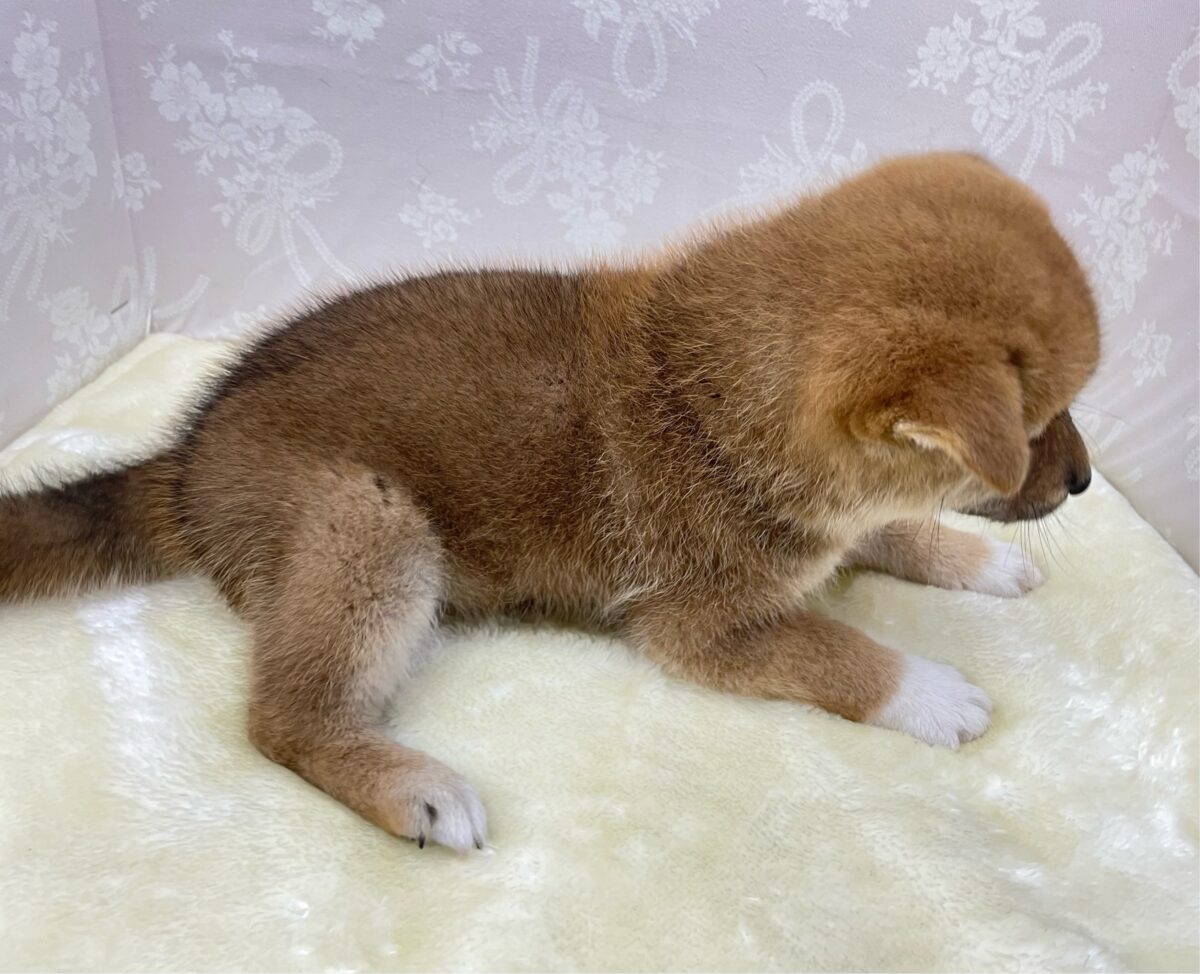 💚人気犬種のしばちゃん💚柴犬(赤)♦️女の子💕2026年5月3日生まれ 柴犬