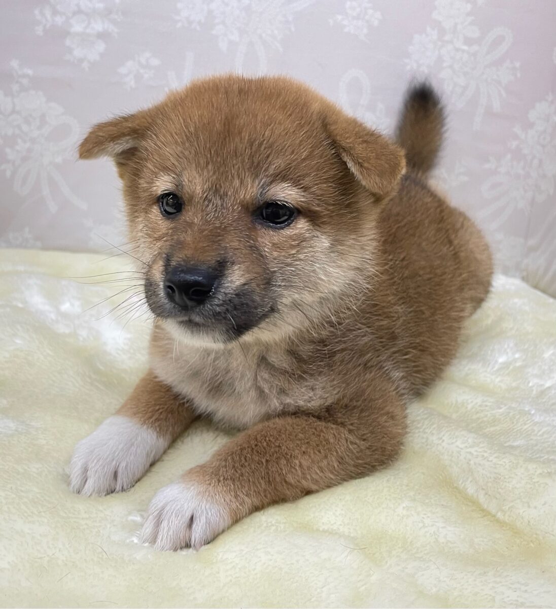 💚人気犬種のしばちゃん💚柴犬(赤)♦️女の子💕2026年5月3日生まれ 柴犬