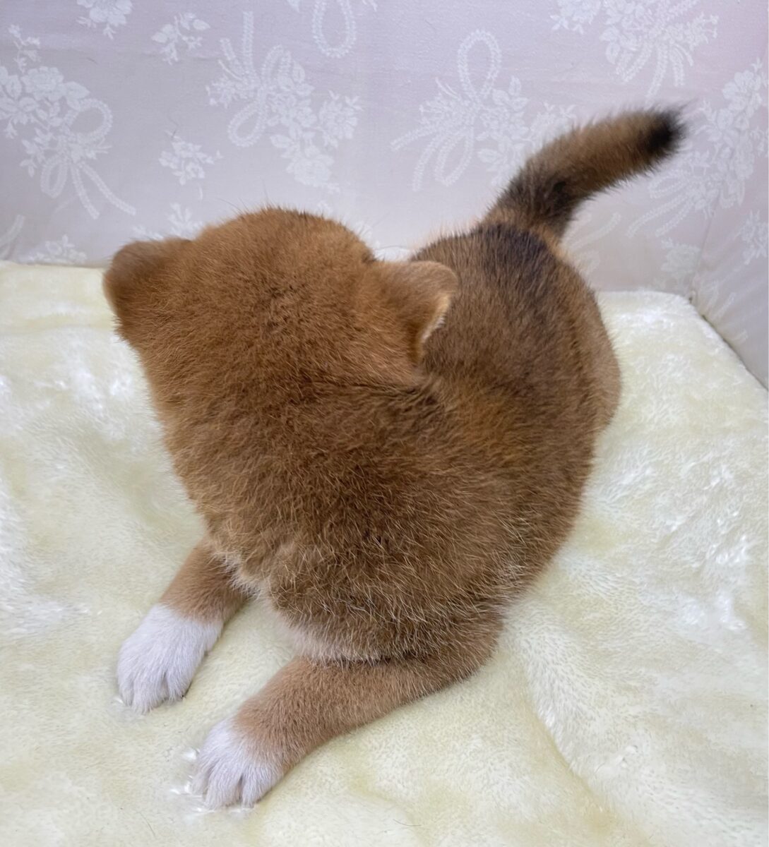 💚人気犬種のしばちゃん💚柴犬(赤)♦️女の子💕2026年5月3日生まれ 柴犬