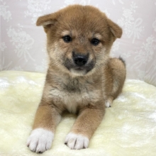 💚人気犬種のしばちゃん💚柴犬(赤)♦️女の子💕‪2026年5月3日生まれ