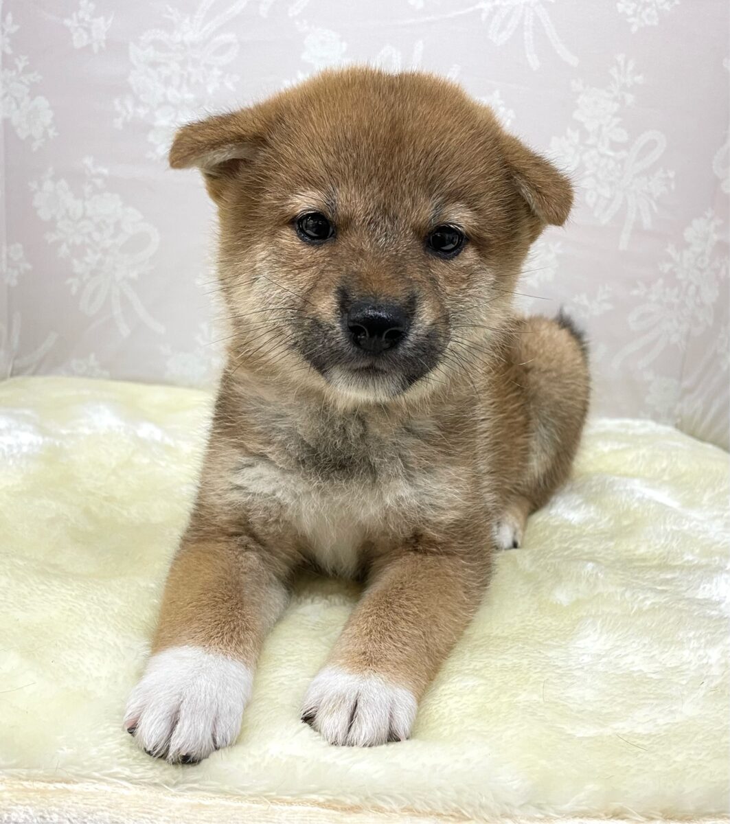 💚人気犬種のしばちゃん💚柴犬(赤)♦️女の子💕2026年5月3日生まれ 柴犬