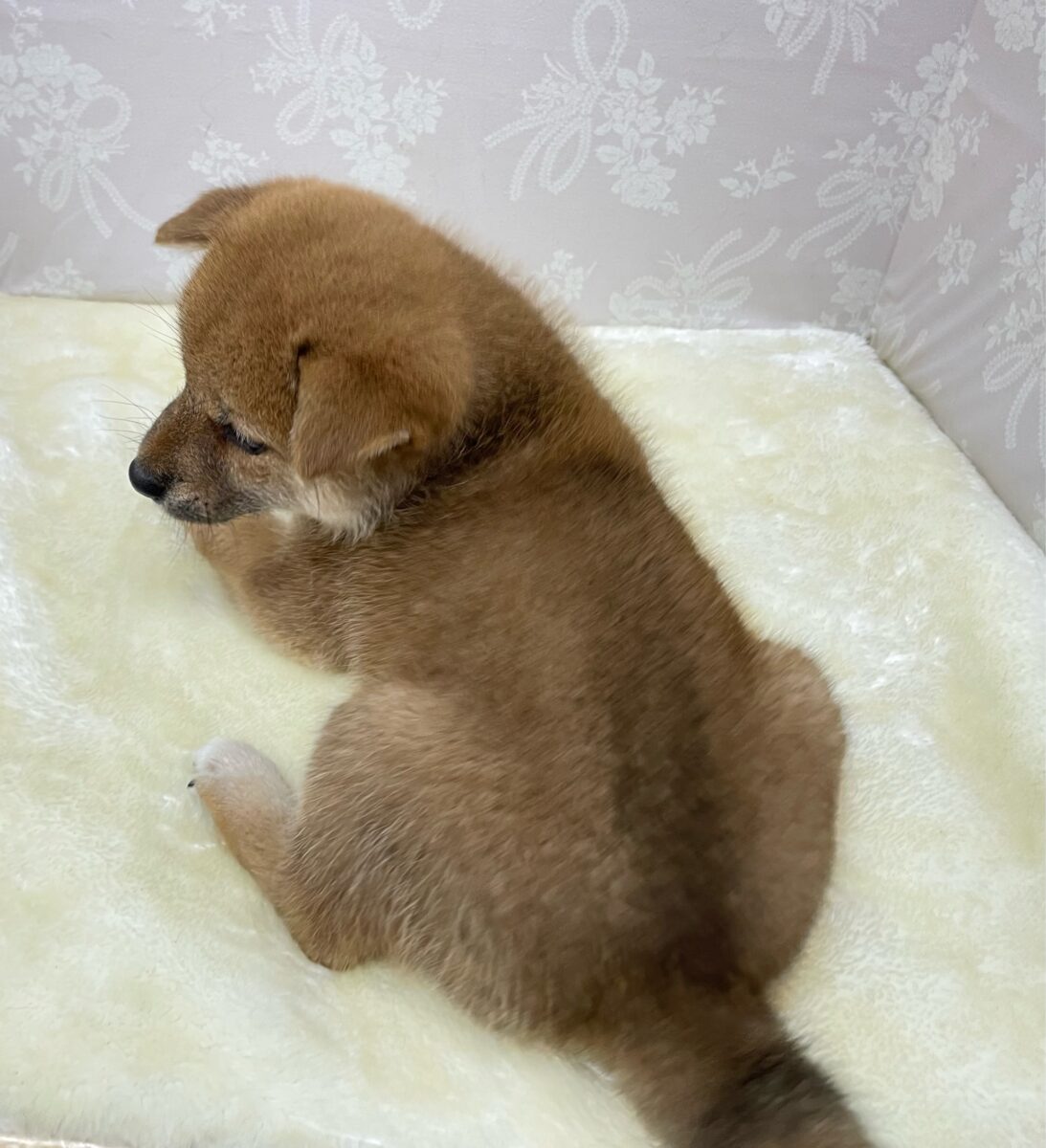💚人気犬種のしばちゃん💚柴犬(赤)♦️女の子💕2026年5月3日生まれ 柴犬
