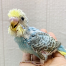 見れば見るほどハマるかも…😳❗️セキセイインコ（レインボー🌈）