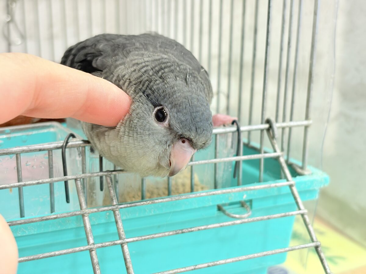 【最新画像更新🪄ひとり餌になりました☆】素早い動きで食いしん坊アピール♬*°サザナミインコ(モーブ) ヒナ サザナミインコ