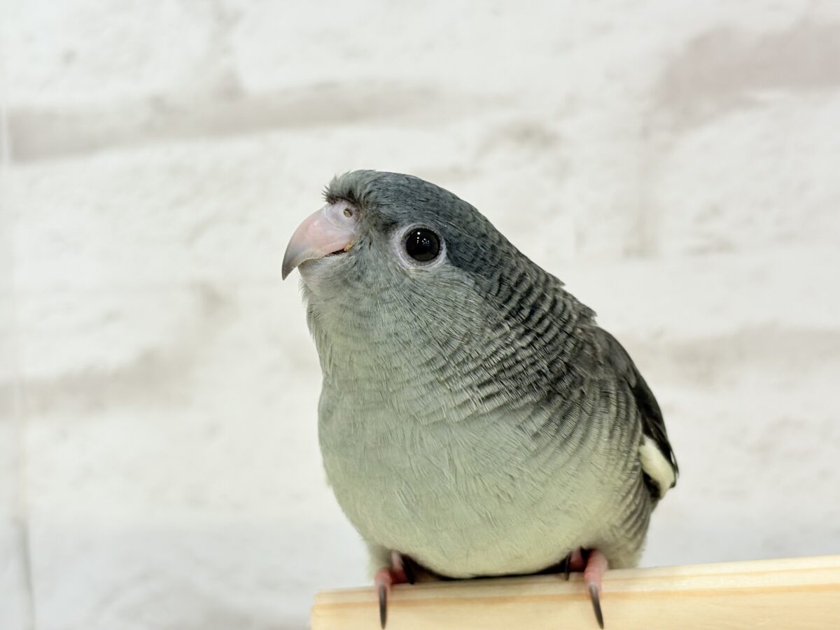 【最新画像更新🪄ひとり餌になりました☆】素早い動きで食いしん坊アピール♬*°サザナミインコ(モーブ) ヒナ サザナミインコ