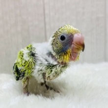 この姿も今だけ‼️ワタワタ💚セキセイインコのオパーリン