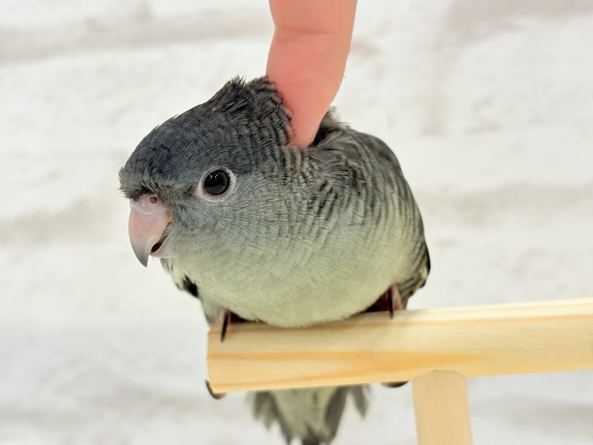 【最新画像更新🪄ひとり餌になりました☆】素早い動きで食いしん坊アピール♬*°サザナミインコ(モーブ) ヒナ サザナミインコ