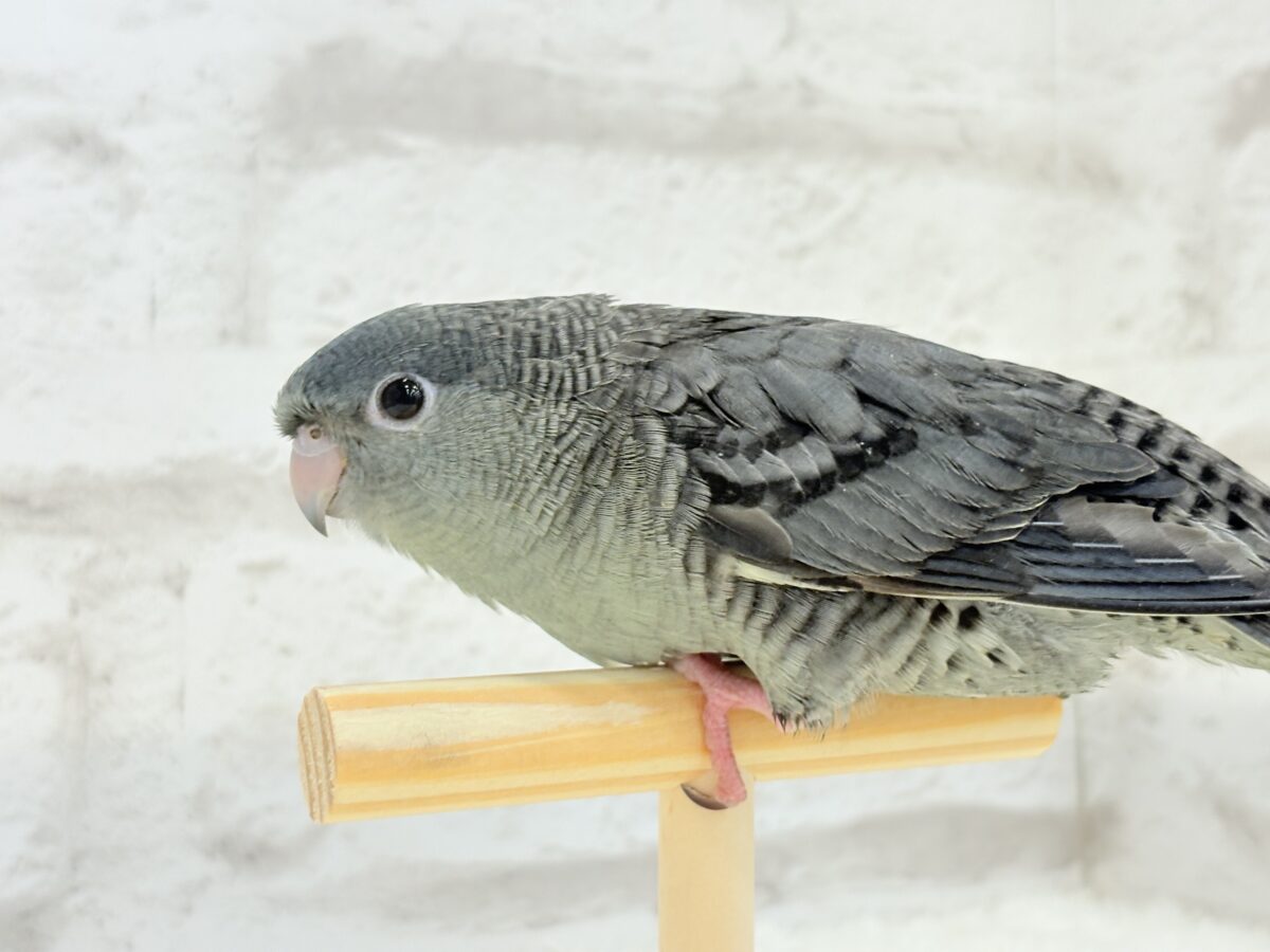 【最新画像更新🪄ひとり餌になりました☆】素早い動きで食いしん坊アピール♬*°サザナミインコ(モーブ) ヒナ サザナミインコ