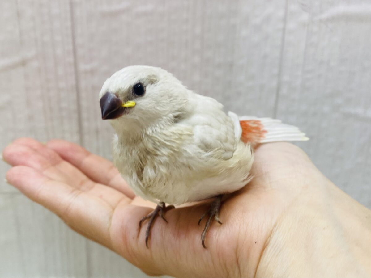 ダイヤモンドフィンチ