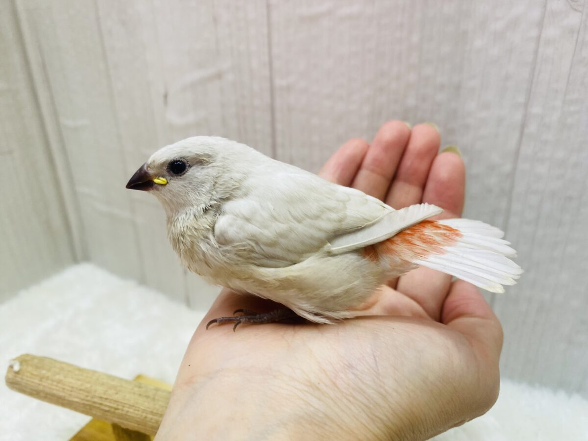 ダイヤモンドフィンチ