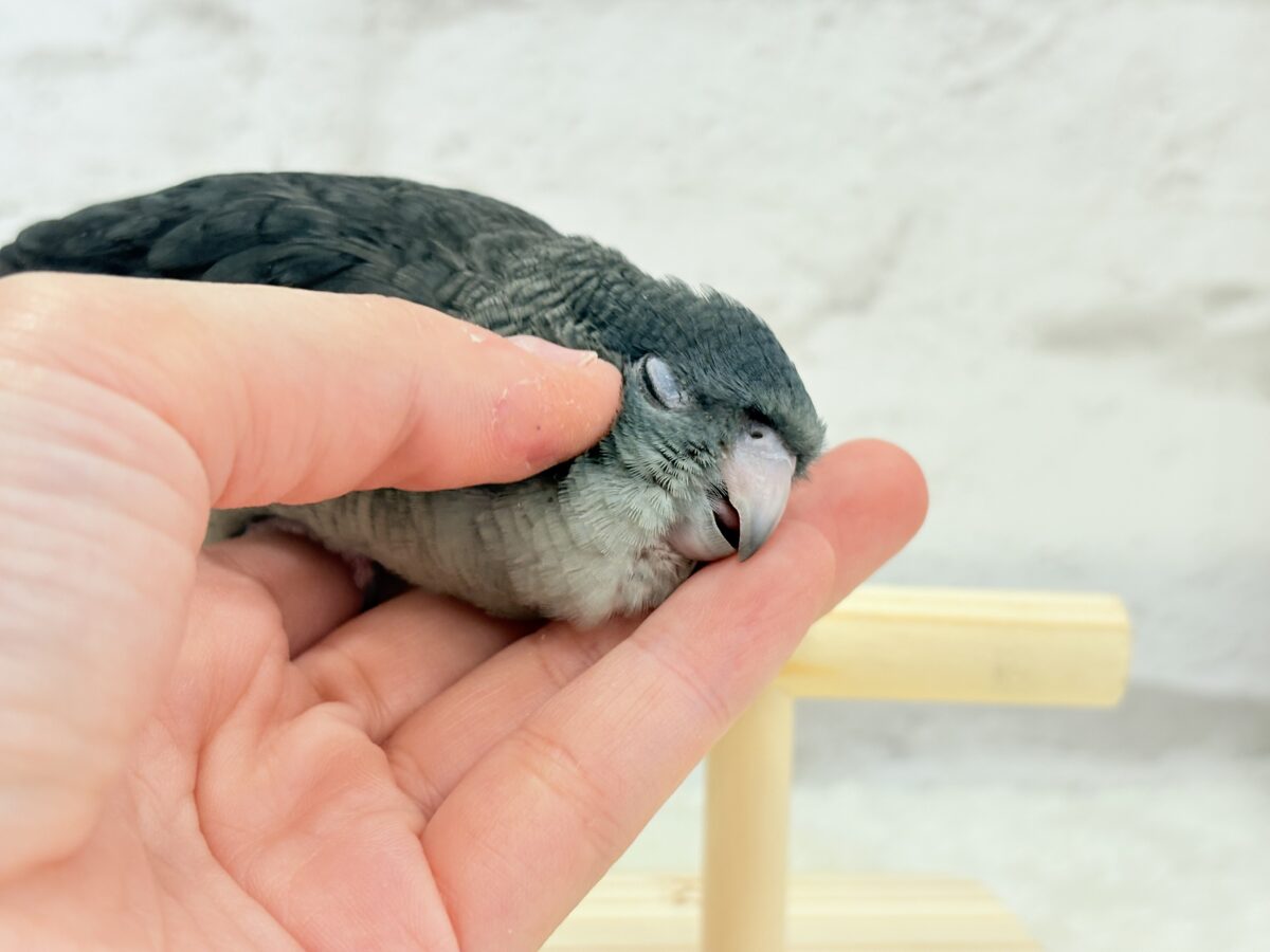 【最新画像更新🪄ひとり餌になりました☆】素早い動きで食いしん坊アピール♬*°サザナミインコ(モーブ) ヒナ サザナミインコ