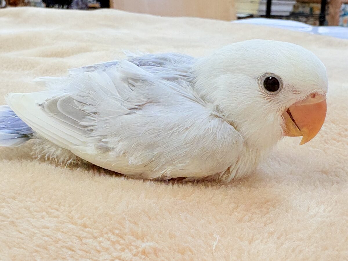 爆裂💕天使のような可愛さ💕コザクラインコちゃん❣️(ヒナ) コザクラインコ(小桜インコ)