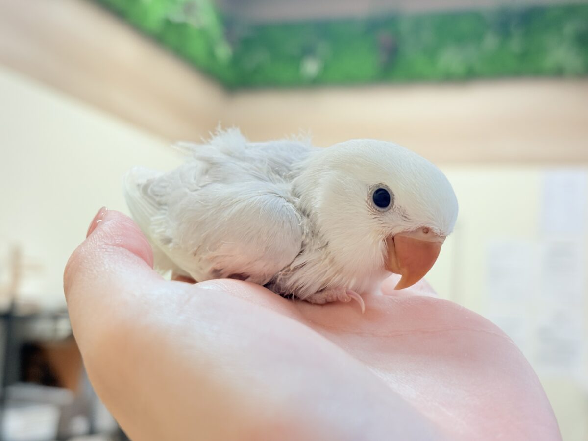 爆裂💕天使のような可愛さ💕コザクラインコちゃん❣️(ヒナ) コザクラインコ(小桜インコ)