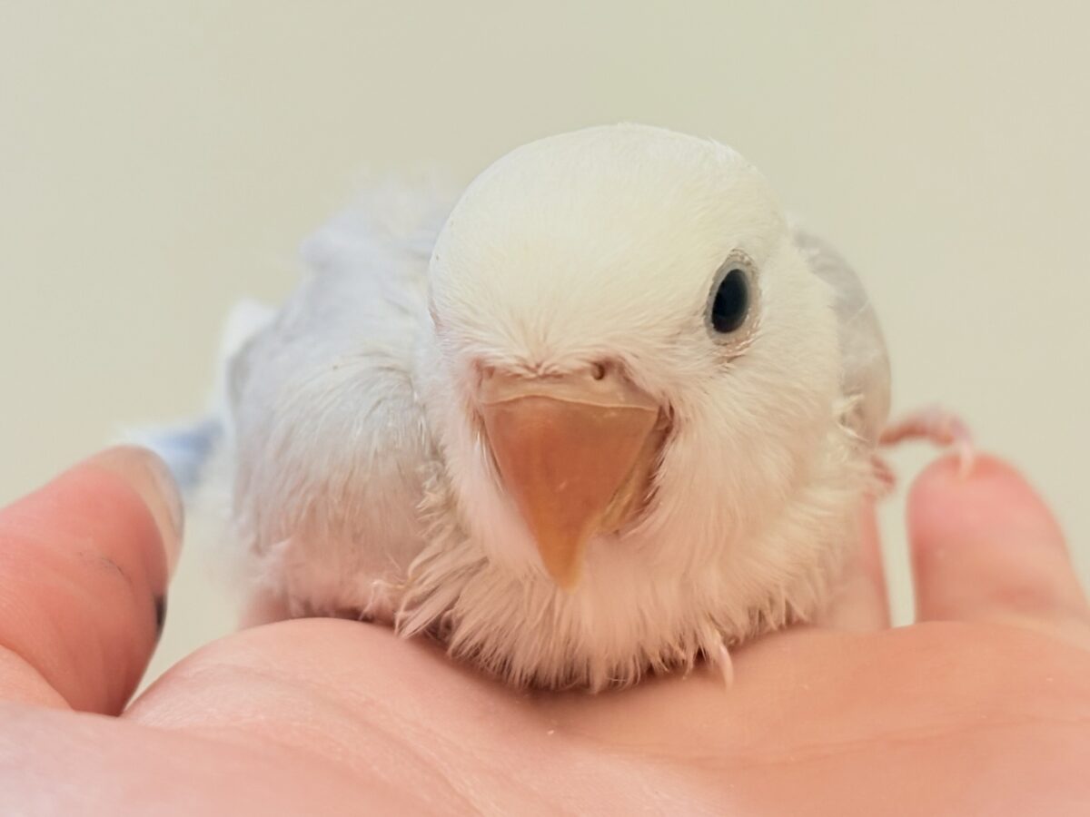 爆裂💕天使のような可愛さ💕コザクラインコちゃん❣️(ヒナ) コザクラインコ(小桜インコ)