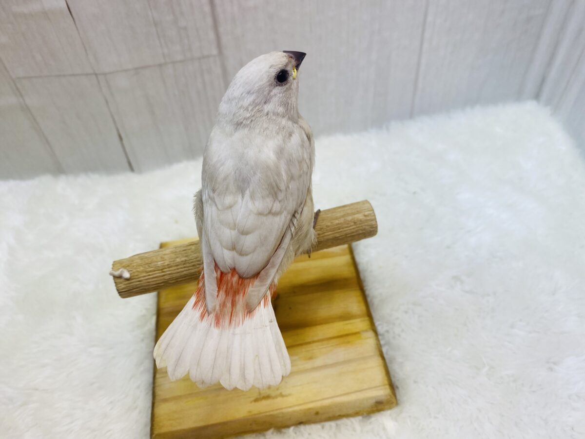 ダイヤモンドフィンチ