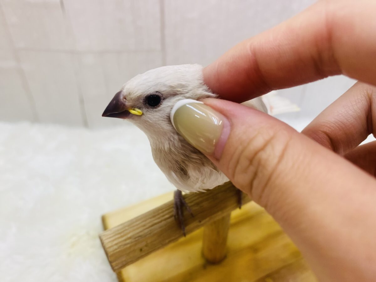 ダイヤモンドフィンチ