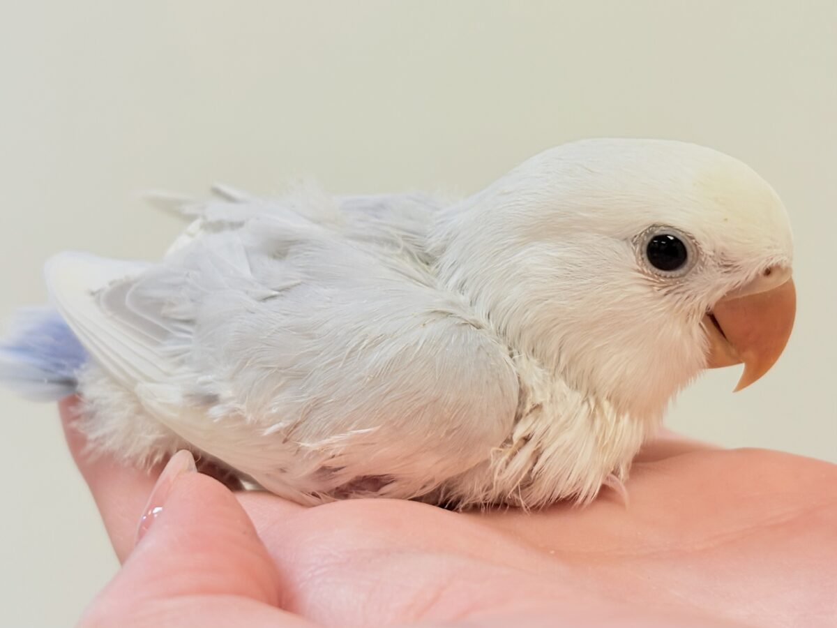 爆裂💕天使のような可愛さ💕コザクラインコちゃん❣️(ヒナ) コザクラインコ(小桜インコ)