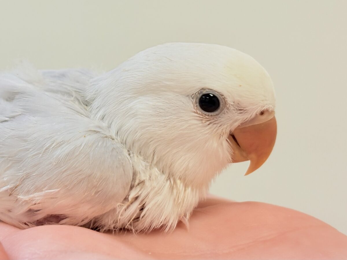 爆裂💕天使のような可愛さ💕コザクラインコちゃん❣️(ヒナ) コザクラインコ(小桜インコ)