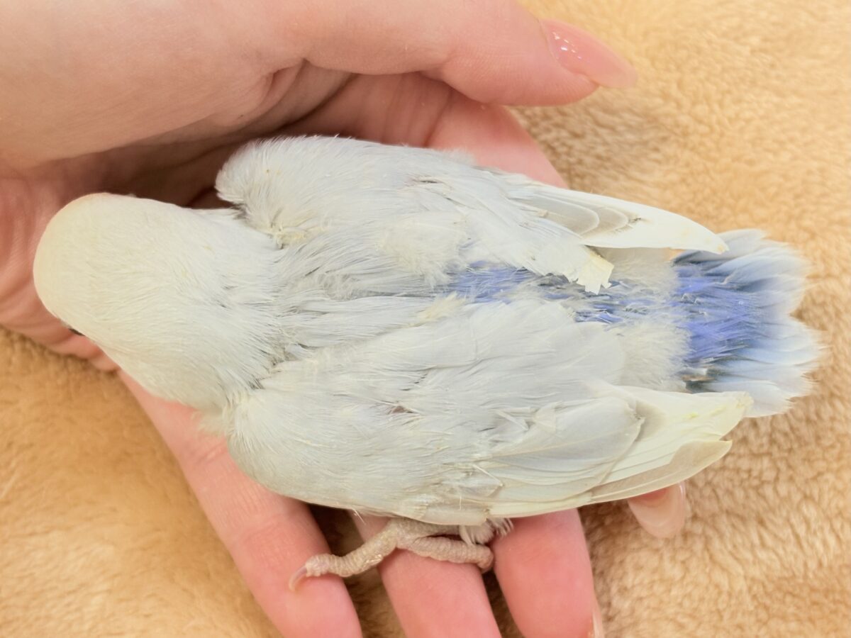 爆裂💕天使のような可愛さ💕コザクラインコちゃん❣️(ヒナ) コザクラインコ(小桜インコ)