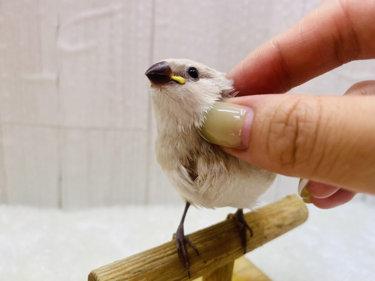 ダイヤモンドフィンチ