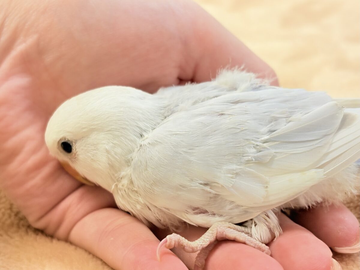 爆裂💕天使のような可愛さ💕コザクラインコちゃん❣️(ヒナ) コザクラインコ(小桜インコ)