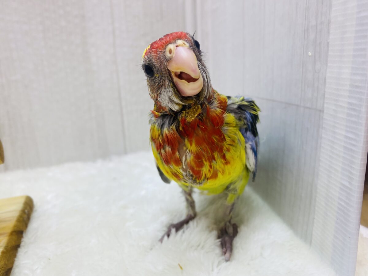 ナナクサインコ（七草インコ）