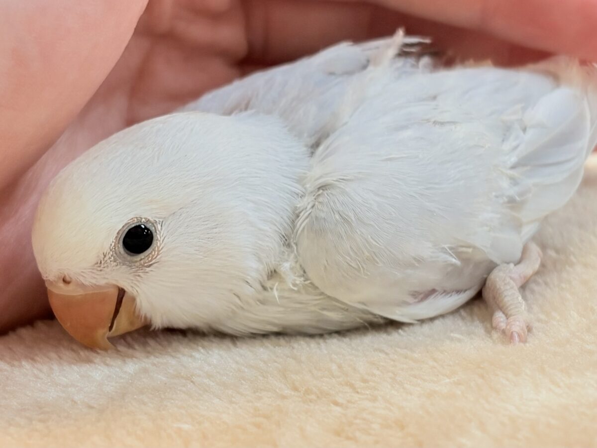 爆裂💕天使のような可愛さ💕コザクラインコちゃん❣️(ヒナ) コザクラインコ(小桜インコ)