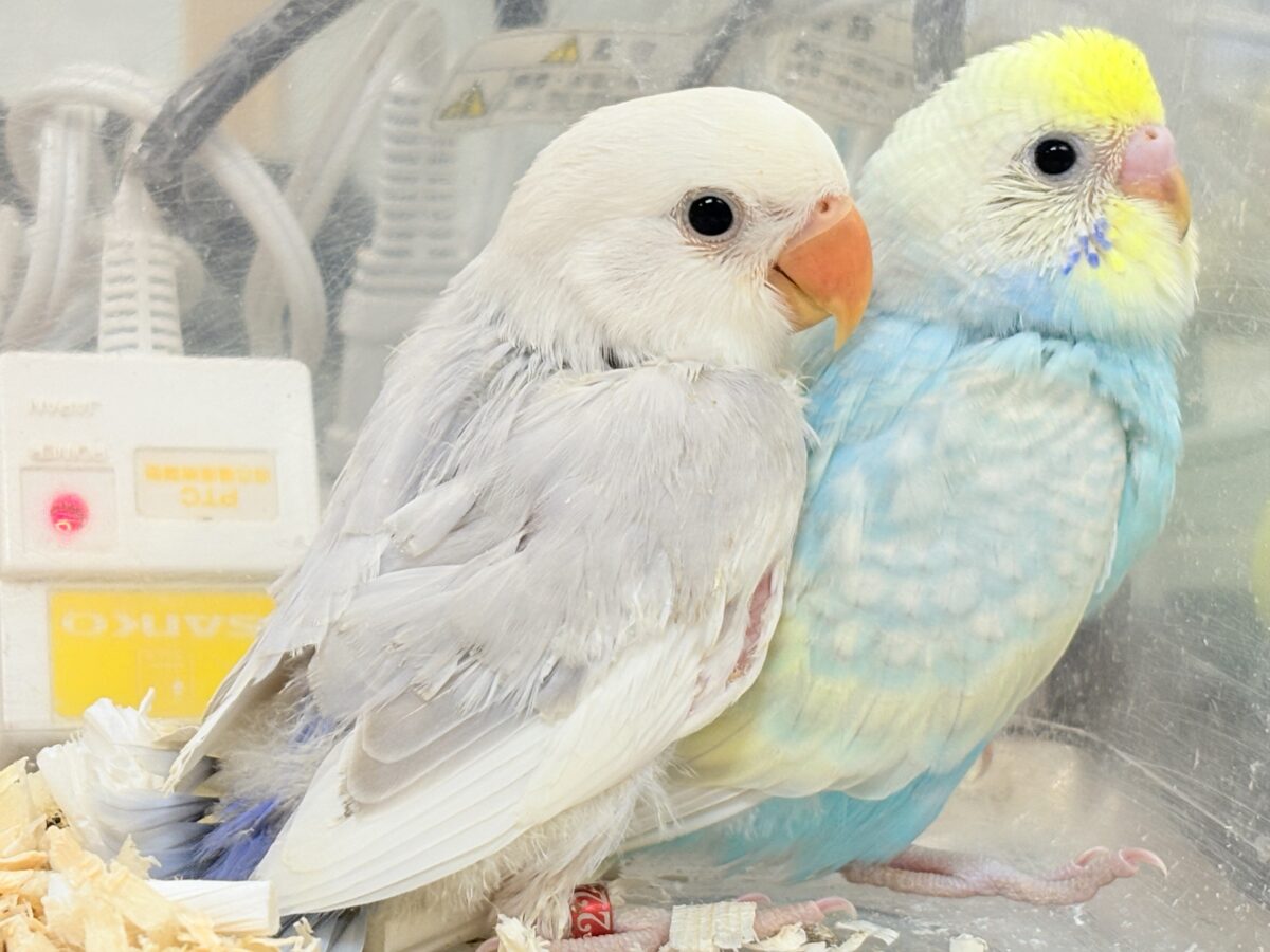 爆裂💕天使のような可愛さ💕コザクラインコちゃん❣️(ヒナ) コザクラインコ(小桜インコ)