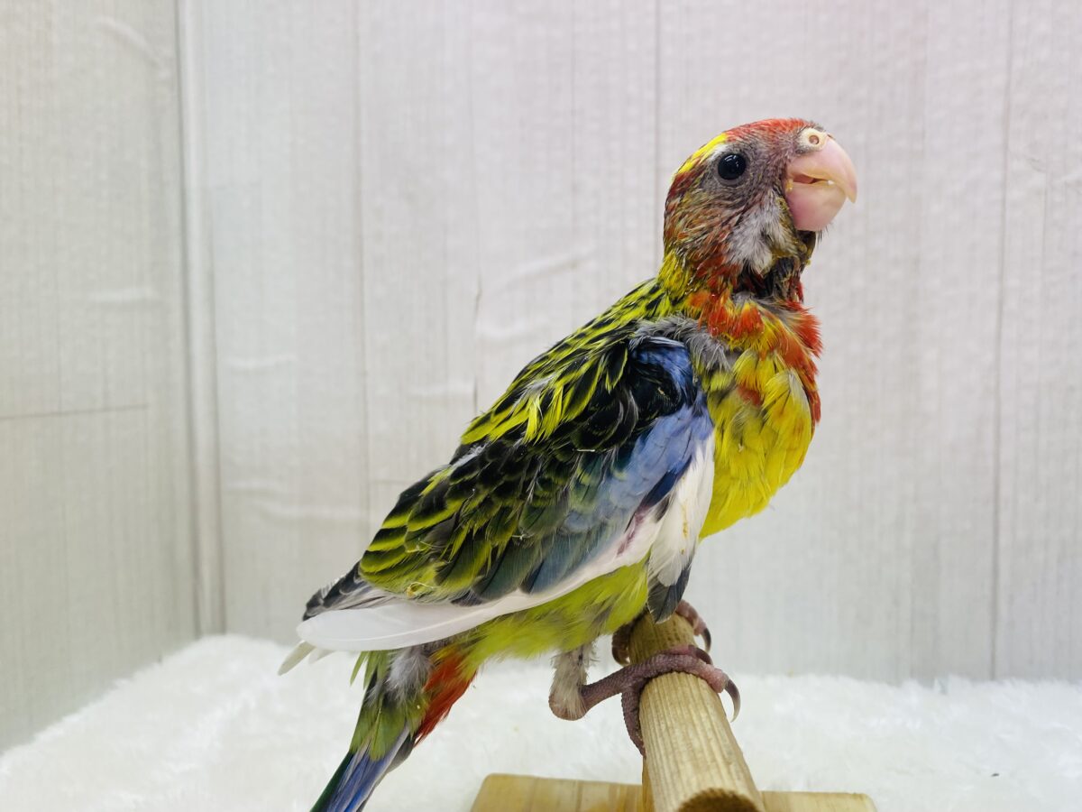 ナナクサインコ（七草インコ）
