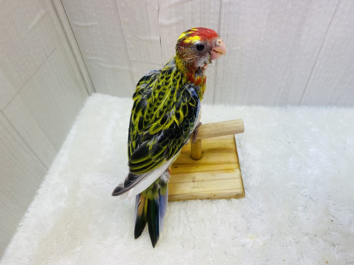 ナナクサインコ（七草インコ）
