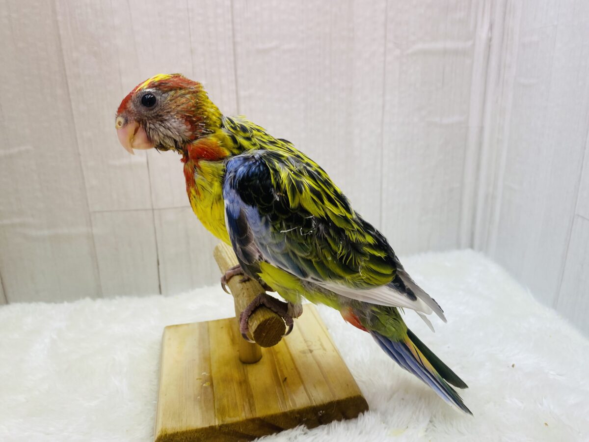 ナナクサインコ（七草インコ）